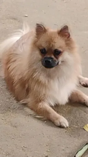 Casal de Spitz 