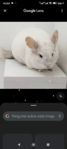 Roedores chinchila