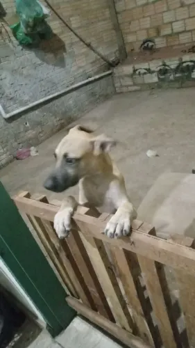 Doacao esse cachorro