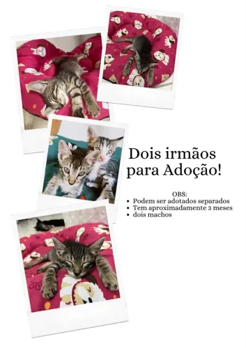 Gatinhos para adoção