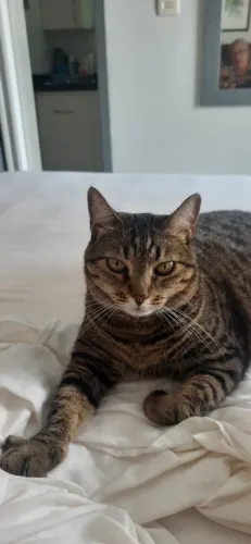Doação de Gata castrada 