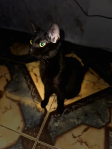 Doando gatinhas de 9 meses