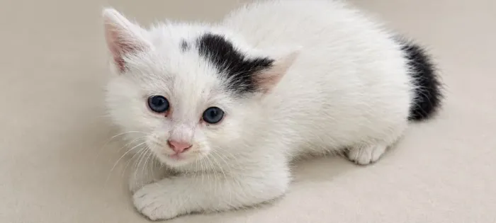 Doação gato filhote