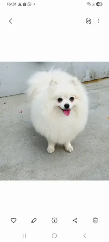 Vendo Spitz Alemão