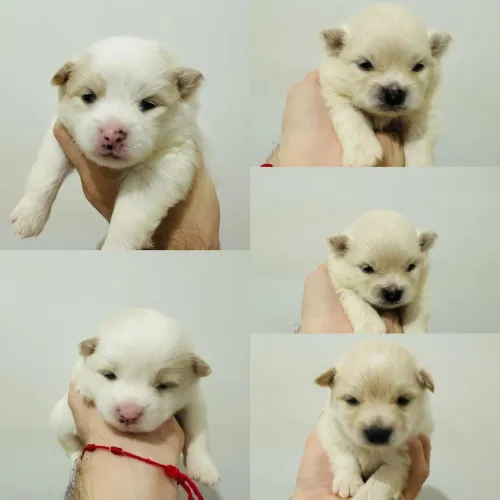 Spitz alemão