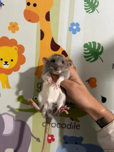 Ratinhos Twister Filhotes