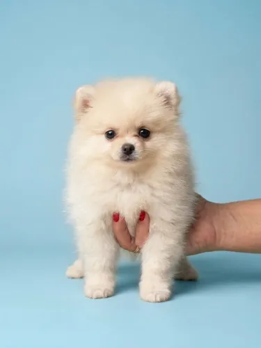 LULU DA POMERÂNIA MACHO