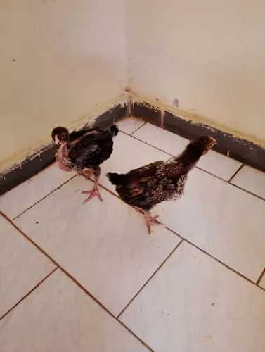 Todos caipira 6 por 100 reais