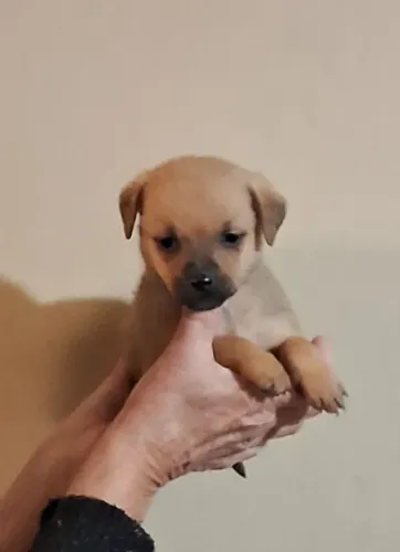 Pinscher Miniatura Com Chihuahua Mini Fêmea Pequenininha 