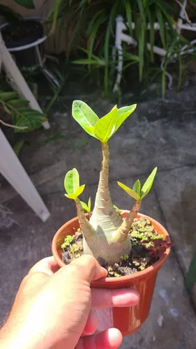 Adenium arabicum raras   R$   50 cada