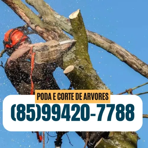 PODA DE ÁRVORES ORÇAMENTO GRÁTIS / CORTE E RECOLHIMENTO 