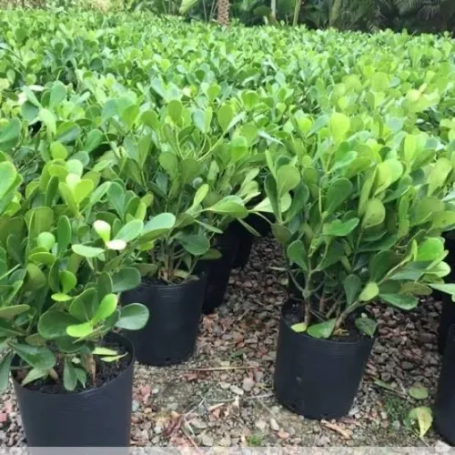 Mudas de Planta para Jardim - Clusias 