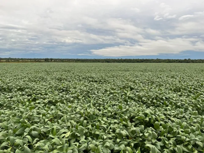 Fazenda arrendamento 4.000 hec em Canarana MT. Plantando a mais 8 anos, ágio 25 sacas /hec