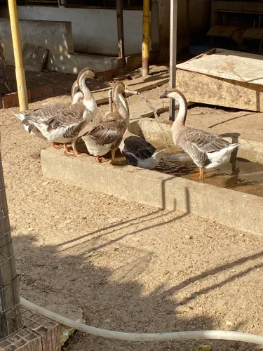 Vendo gansos africanos 1 macho e 5 fêmeas