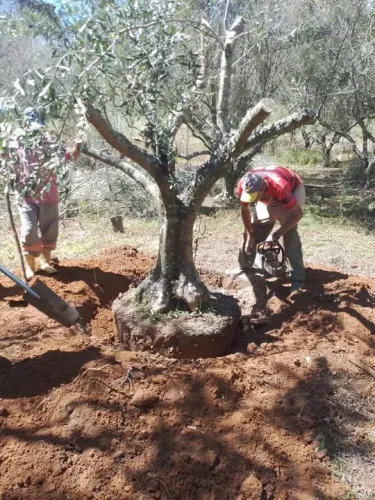 OLIVEIRA  70 anos de idade