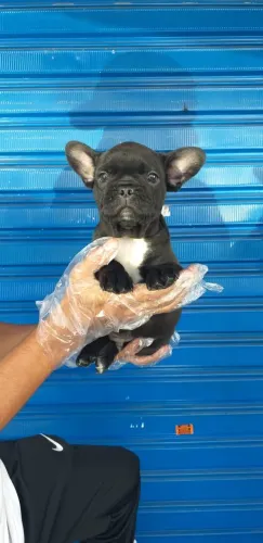 Bulldog Francês todas as cores da raça a pronta entrega, info via *