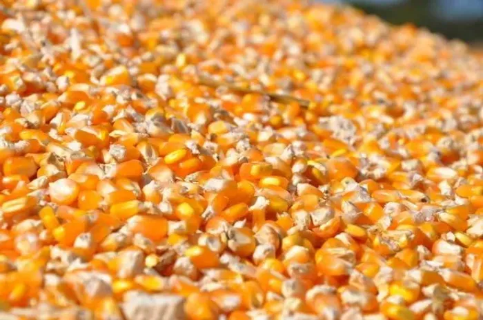 Milho em grão (saco 25 kg)