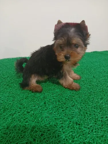 YORKSHIRE Escolha seu melhor amigo