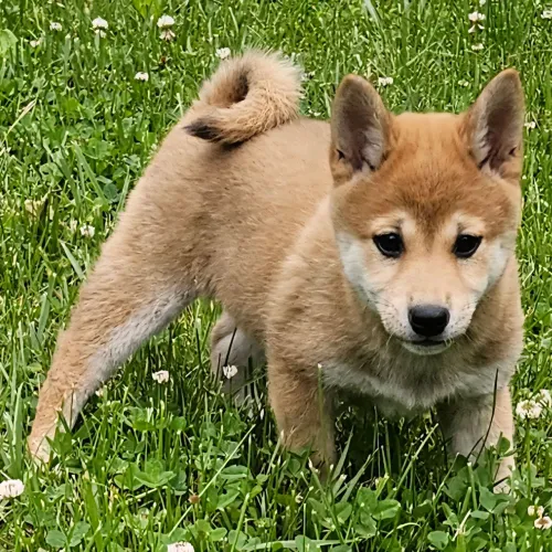 Filhote de Shiba Inu com pedigree 