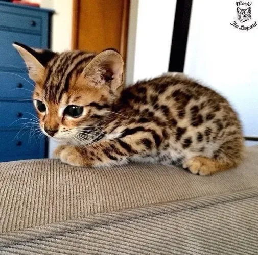 Bengal
