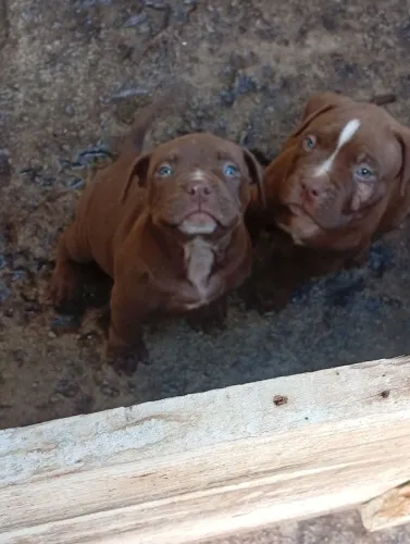 Vende-se filhote de Pitbull com 47 dias 