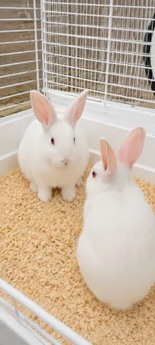 Coelhos filhotes 