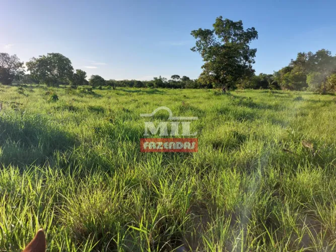 Fazenda 47 Alqueires (227 hectares) Araguaçu - TO