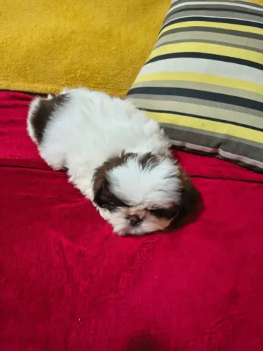 Shih tzu maravilhoso bem pequeno