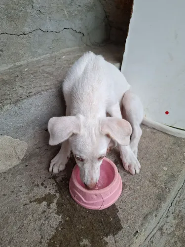 Doação  de cachorro raça mestiça  labrador com vira lata não  tenho espaço estou doando