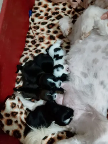 VENDO FILHOTE DE SHIH TZU
