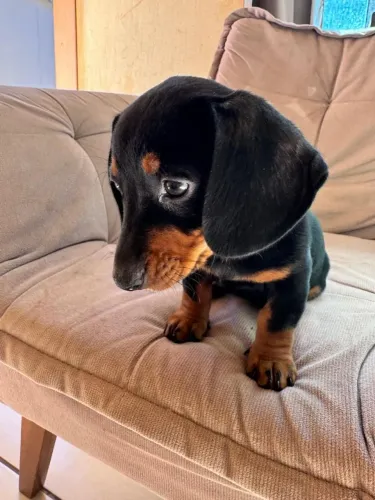 Dachshund fêmea