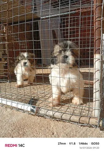 Shihtzu fêmeas