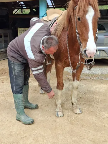 Vendo cavalo 8 anos