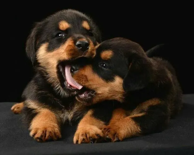 Rottwailer - Companhia Que Traz Paz 