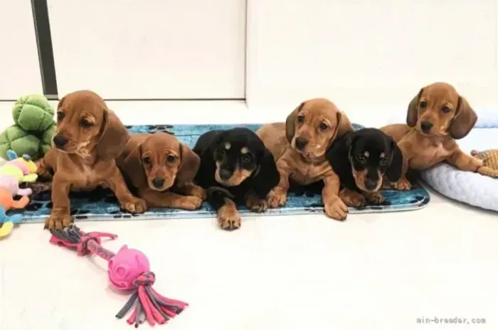 Filhote de cachorro super dócil Teckel/Dachshund/Salsicha/Salsichinha/Basset/Cofap
