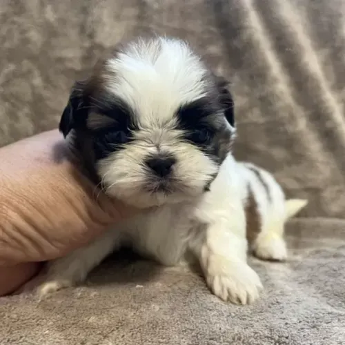 Bebezinho forte e saudável Shih tzu/Shitzu