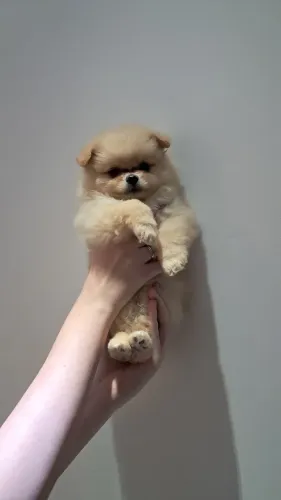 Pet