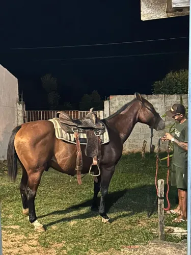 Vende-se cavalo