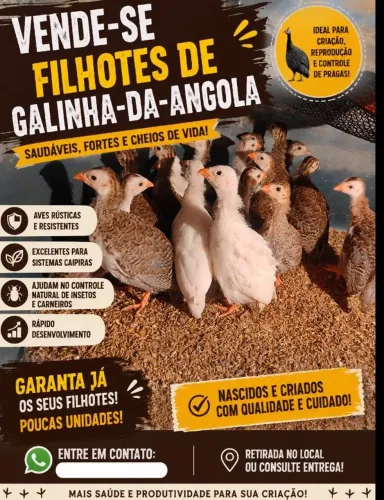 Galinha d'angola
