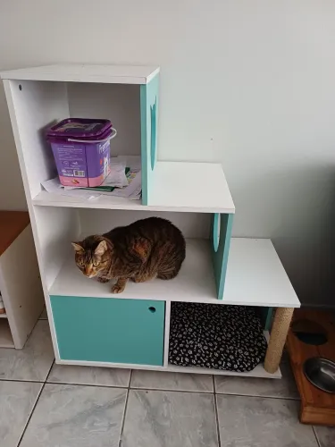 Estante com arranhador para gatos