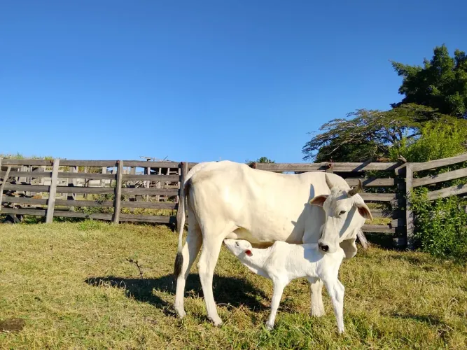? 2 Vacas Nelore com Bezerros ao Pé | Vendo Juntas ou Separadas | Porto Feliz