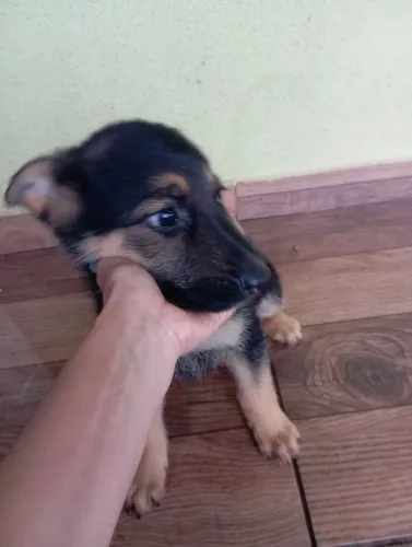 Vende filhote de pastor alemão 