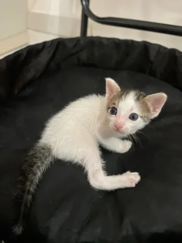 Lindo gatinho