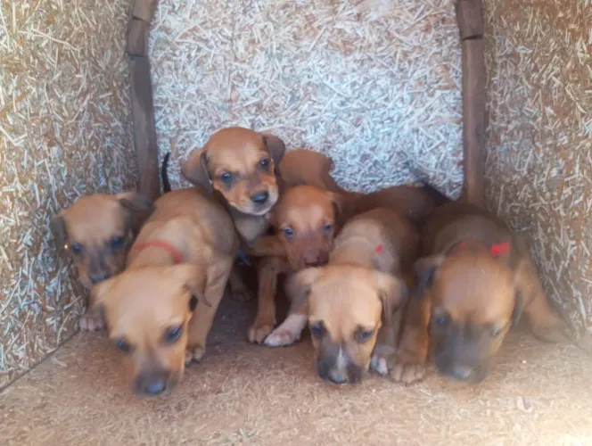 Doação de filhotes de cachorro 