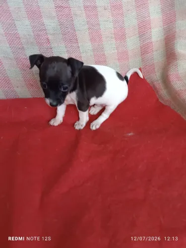 VENDO PINSCHER TRICOLOR MACHO.