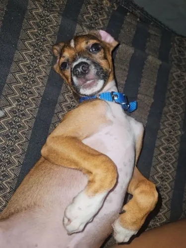 Doando cachorro filhote, vira lata de aproximadamente 4 meses