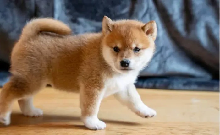 Shiba inu