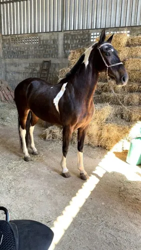 Egua pampa de preto