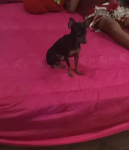 Pinscher numero 1 (Macho) 2 anos patriador