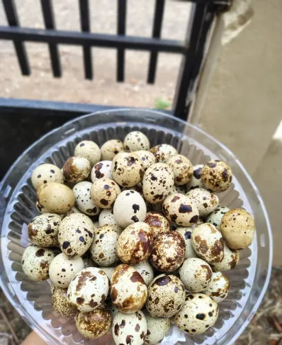 Ovos de Codornas 
